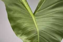 Vente: Alocasia zebrina XXL