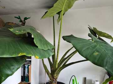 Sales: Alocasia zebrina XXL