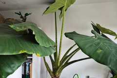 Sales: Alocasia zebrina XXL