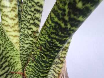 Vente: Alocasia zebrina XXL