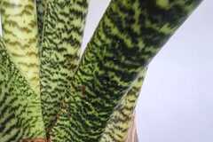 Sales: Alocasia zebrina XXL