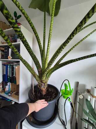 Alocasia zebrina XXL - HomoPlantus