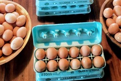 Selling with In-person Payment: Farm fresh brown eggs L-XL