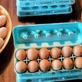 Selling with In-person Payment: Farm fresh brown eggs L-XL