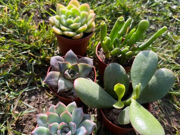 Sales: Succulentes par 5
