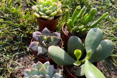 Sales: Succulentes par 5