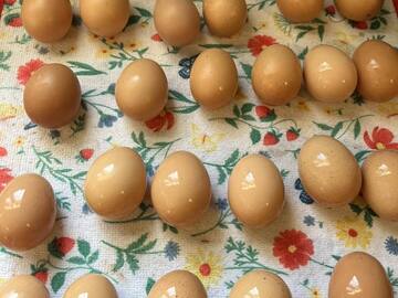 Selling with In-person Payment: Fresh Brown Eggs for Sale