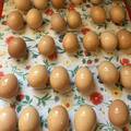 Selling with In-person Payment: Fresh Brown Eggs for Sale