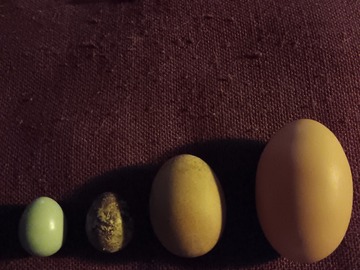 Selling with In-person Payment: Farm fresh free range eggs