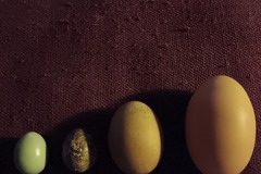 Selling with In-person Payment: Farm fresh free range eggs