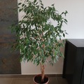 Vente: Ficus