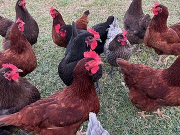 Selling with In-person Payment: Happy Hens Eggs