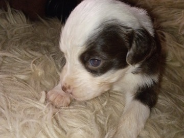   : Australian Shepherd Pups