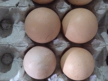 Selling with online payment: Farm Fresh Desi Chicken Eggs – Daily Fresh Supply