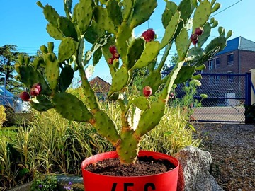 Sales: opuntia 