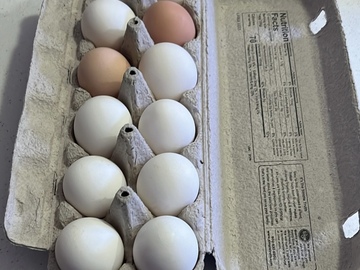 Selling with In-person Payment: Orpington and Leghorn Chicken Eggs