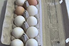Selling with In-person Payment: Orpington and Leghorn Chicken Eggs