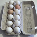 Selling with In-person Payment: Orpington and Leghorn Chicken Eggs