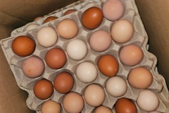 Selling with In-person Payment: Farm fresh eggs ( Indiana pa)