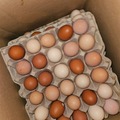 Selling with In-person Payment: Farm fresh eggs ( Indiana pa)