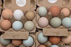 Selling with In-person Payment: Farm fresh cage free multicolored eggs