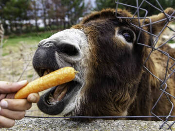 Vente: semence de carotte de tilques