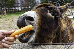 Sales: semence de carotte de tilques