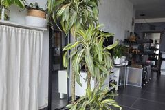 Vente: Grande plante Dracéna