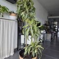 Vente: Grande plante Dracéna