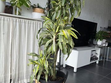 Sales: Grande plante Dracéna