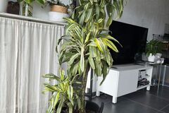 Vente: Grande plante Dracéna