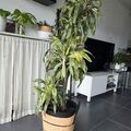 Vente: Grande plante Dracéna