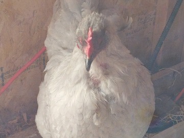 Selling with online payment: Fertile Chicken Eggs (30 ct) $20 