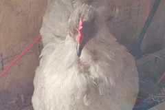 Selling with online payment: Fertile Chicken Eggs (30 ct) $20 