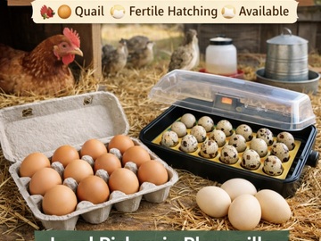 Selling with In-person Payment:   Farm Fresh Chicken Eggs – Local Pickup – Placerville, CA