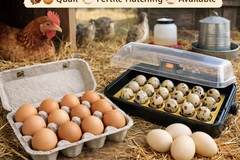 Selling with In-person Payment:   Farm Fresh Chicken Eggs – Local Pickup – Placerville, CA