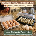 Selling with In-person Payment:   Farm Fresh Chicken Eggs – Local Pickup – Placerville, CA