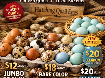 Selling with online payment:   Premium Fertile Hatching Quail Eggs – Rare Colors, Celadon & J
