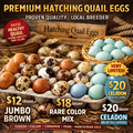 Selling with online payment:   Premium Fertile Hatching Quail Eggs – Rare Colors, Celadon & J