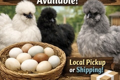 Selling with online payment:    Silkie Hatching Eggs Available – Local Pickup or Shipping  