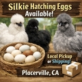 Selling with online payment:    Silkie Hatching Eggs Available – Local Pickup or Shipping  