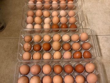 Selling with In-person Payment: Local Farm Fresh Eggs Available