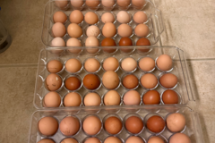 Selling with In-person Payment: Local Farm Fresh Eggs Available