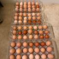 Selling with In-person Payment: Local Farm Fresh Eggs Available