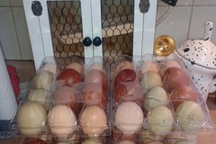 Selling with online payment: Farm fresh unwashed rainbow chicken eggs