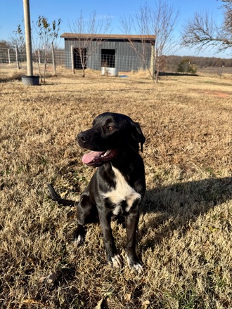 Meet Junebug | Rehome With Love