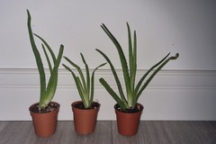 Vente: Bébé aloe vera 