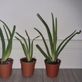 Vente: Bébé aloe vera 