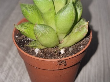 Sales: Haworthia comptoniana Hybrid 