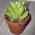 Vente: Haworthia comptoniana Hybrid 